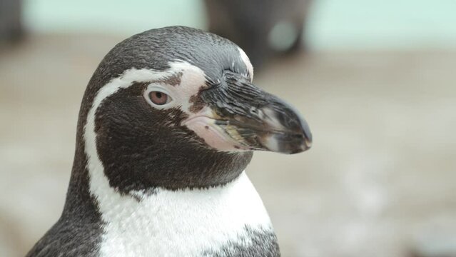  extreme close up shot of penguin in a zoo - slow motion .