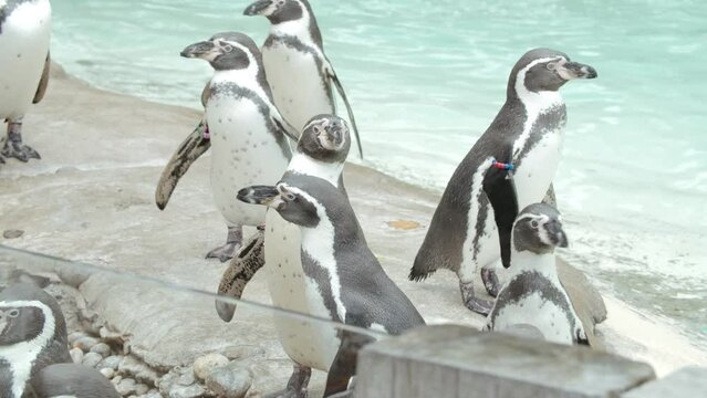 Group of penguins standing around on rocks near the edge of their enclosement at zoo. real time 50 fps