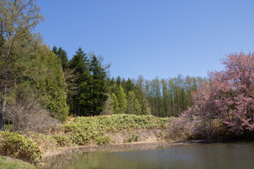 Fototapeta na wymiar 新緑の森と満開の桜と青空 