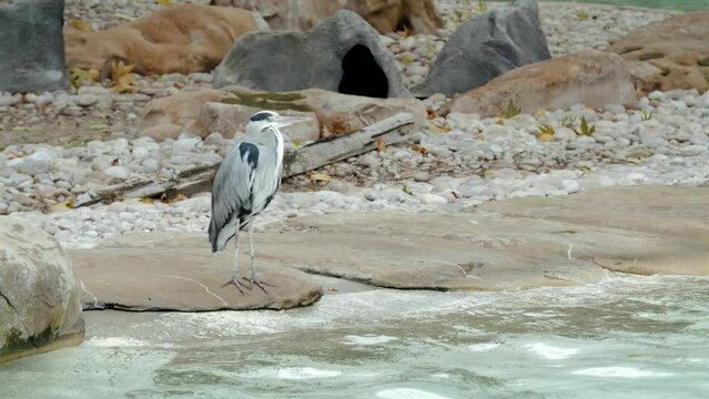 Slow motion shot of Crane on the stood on rocks by the side of a zoo pool.