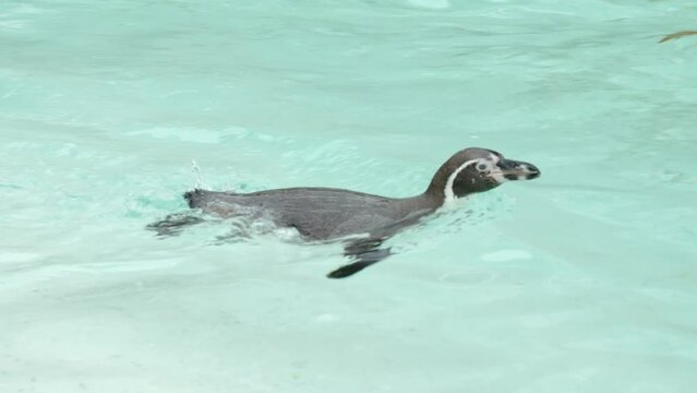 Slow motion clip of penguin in a zoo jumping into the pool and taking a dip