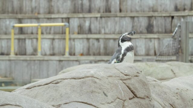 Slow motion clip of a penguin in a zoo sitting on a rock with audience viewpoint in the background.