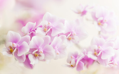 Phalaenopsis Orchid Jiaho’s Pink Girl ‘V12’