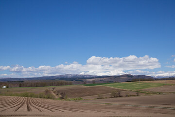 春の緑のムギ畑と青空
