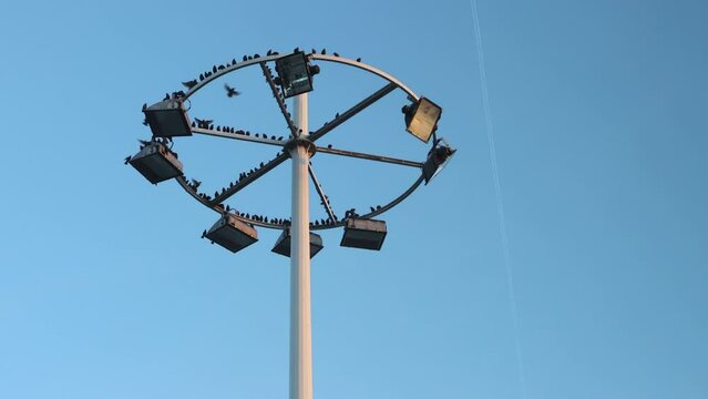 Birds On High Mast Light Pole Against Blue Sky At Paris-CDG Airport In France. low angle shot