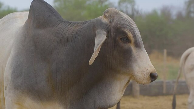 A close up shot of a Brahman cow. Paraguay. Chaco