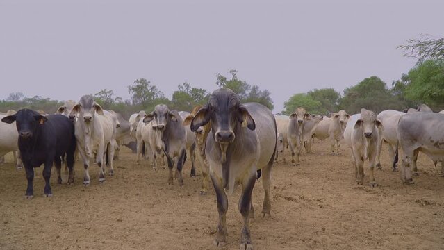 a group of static Brahman cows looking around. Chaco Paraguayo