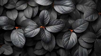 Black Leaves Wallpaper with Textured Surface Layers