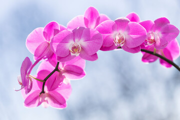 Vivid Pink Phalaenopsis Orchid Lady Fantasy