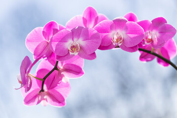 Vivid Pink Phalaenopsis Orchid Lady Fantasy