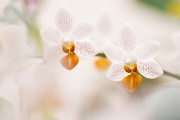 Phalaenopsis Orchid Mini Mark 'Holm'