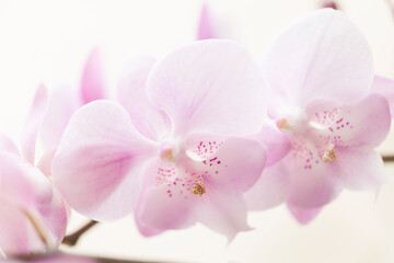Phalaenopsis Orchid Pink Romance