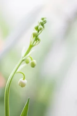 Fotobehang Single Inflorescence of Lily of the Valley. Convallaria majalis © MARIA