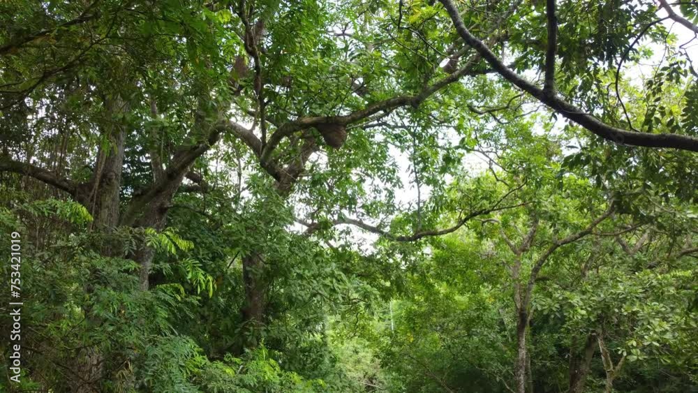 Poster flying through the foliage of a forest to a large wasp nest hanging on a branch.