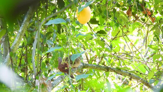 A male and female Columbina Dove couple in a citrus tree. Close up shot.