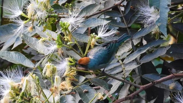 A scrub tanager feeding in a inga edulis or ice-cream bean tree. Close up shot.