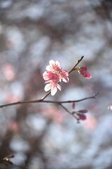 The beautiful pinky blossom in the sunlight