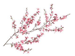 Cherry blossoms branch isolated on white or transparent background