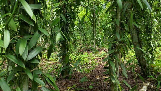 Aerial close-up around Planifolia Vanilla plants in Sao Tome and Principe