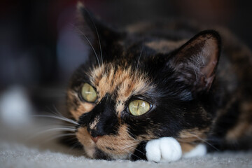 Cat laying on ground relaxing close face shot