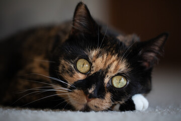 Cat laying on ground relaxing close face shot