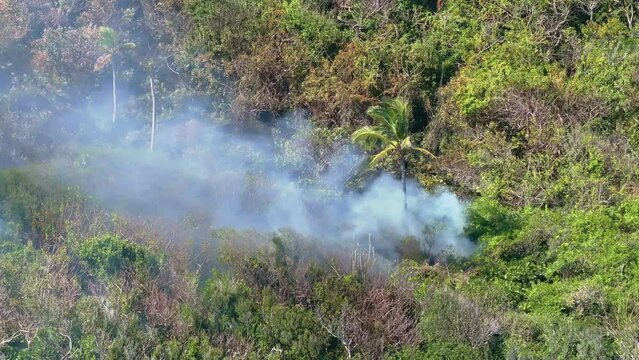 Cabo Cabr&oacute;n forest fire smoke rising through vegetation around palm tree. Drone