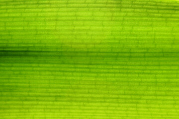 Ribs and veins of fresh green leaf backlit close up background