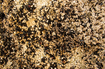 Mussels