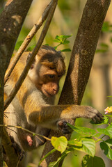Macaque monkey sitting in tree in the Dambulla countryside in the Central Province of Sri Lanka