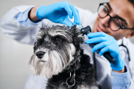 Veterinarian checking up dog's ears with otoscope