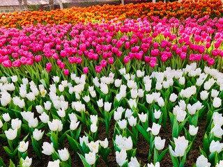 "Charming Chiang Mai Flower Festival", the charm of Chiang Mai. city ​​of beautiful flowers Tulip