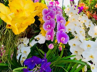 "Charming Chiang Mai Flower Festival", the charm of Chiang Mai. city ​​of beautiful flowers Orchid