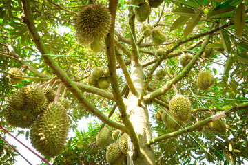 A durian farm is an agricultural establishment that cultivates durian trees
