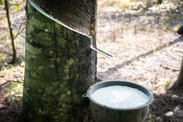 Rubber plantations are agricultural establishments that cultivate rubber trees