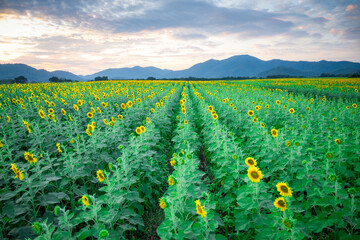 Sunflowers are a popular crop grown in farms all over the world.