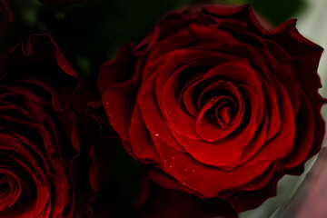 close up of a red rose