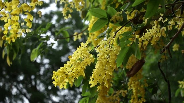 fluttering yallow flowers on Cassia fistula tree