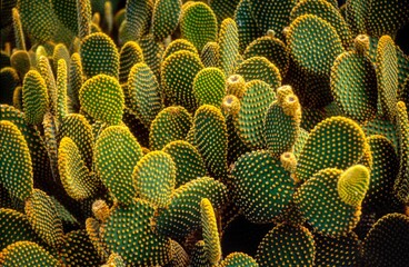 
In the desert, cacti symbolize resilience, thriving amidst harsh conditions with their unique...