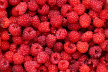 Raspberries are ripe red and sweet.