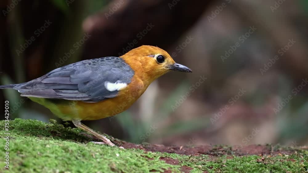 Wall mural nature wildlife footage of uncommon resident bird orange-headed thrush in sabah, borneo