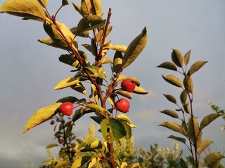 Ripe red is small and sweet.