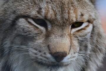 Face detail of Eurasian Lynx, latin name Lynx Lynx, in his yard in safari park in Slovakia. 