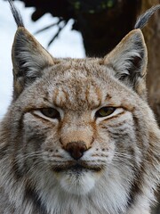 Portrait of Eurasian Lynx, latin name Lynx Lynx, looking calmly in the camera in his yard in safari park in Slovakia. 