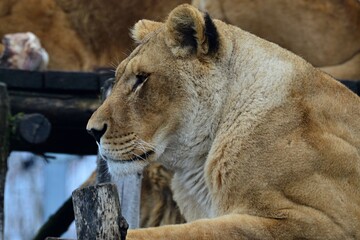 Profile portrait of large lioness, latin name Panthera Leo, lying on roof of wooden construction in safari park, looking left. 