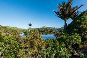 Mirror Lake Waters Reflecting Lush Nikau Forest in Kaihoka Lakes Scenic Reserve, Golden Bay, South Island, New Zealand