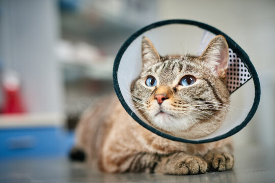 Cute domestic cat in protective collar at the veterinarian