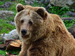 Fototapeta premium Portrait of more than 20 years old brown bear, latin name Ursus Arctos, sitting next to fallen tree trunk, looking forward.
