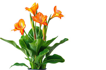 A vibrant spring bouquet of colorful tulips isolated on a transparent background