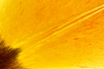 Leaf with ribs and veins close in backlight background texture bright color 