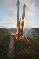 A big burning tree